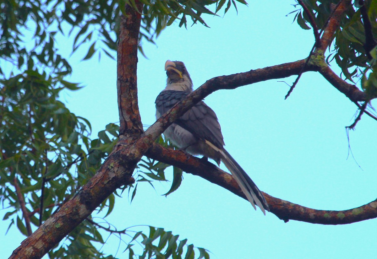Sri Lanka Gray Hornbill - ML621139509