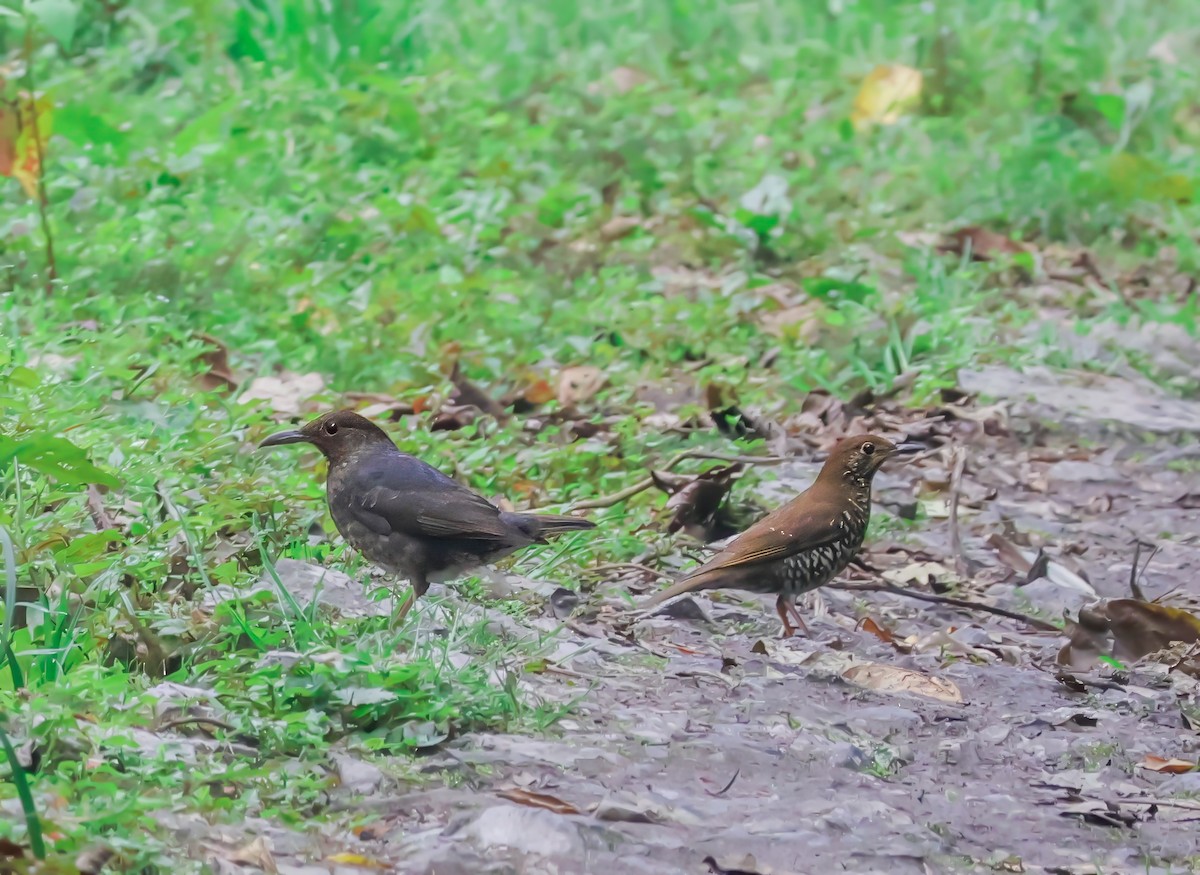 Himalayan Thrush - ML621139525