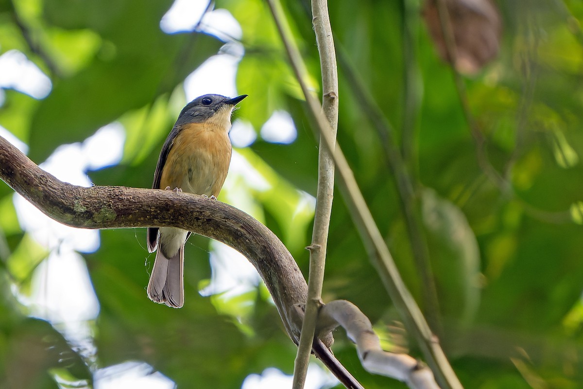 Pale-chinned Flycatcher - ML621139553
