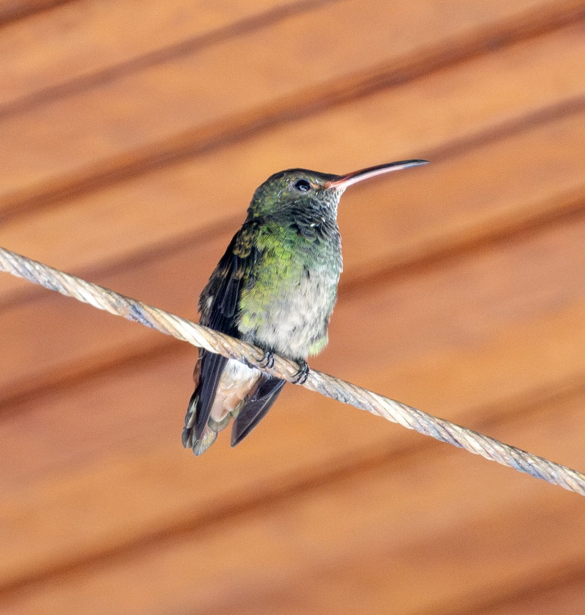 Rufous-tailed Hummingbird - ML621139634