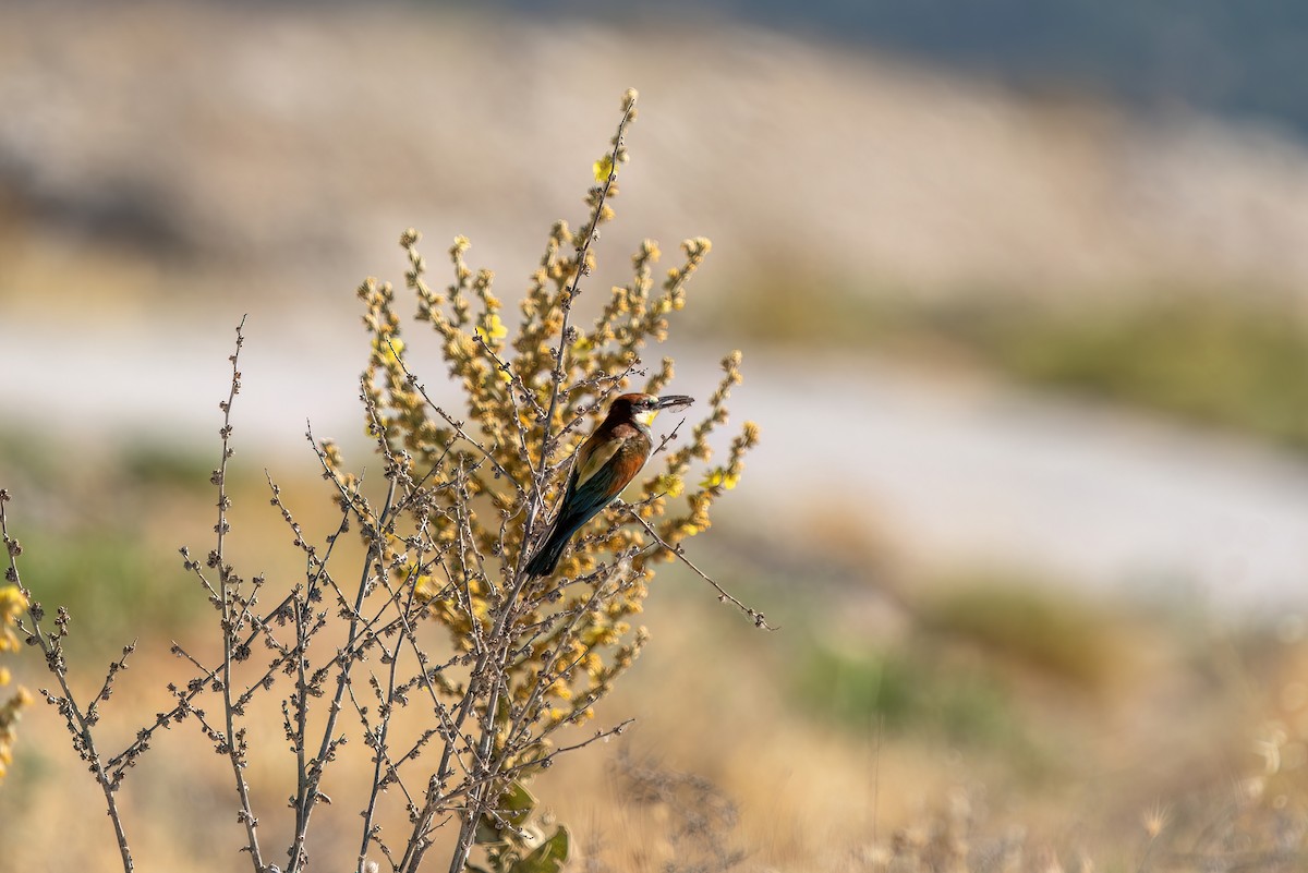 European Bee-eater - ML621139639