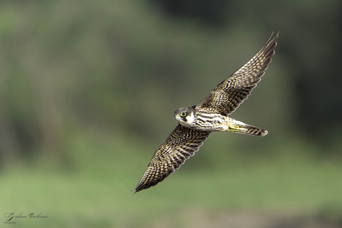 Eurasian Hobby - graham cochrane