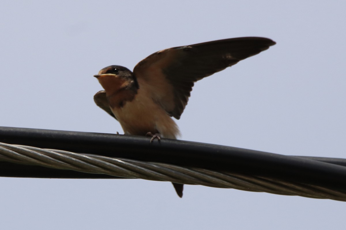 Barn Swallow - ML621139653