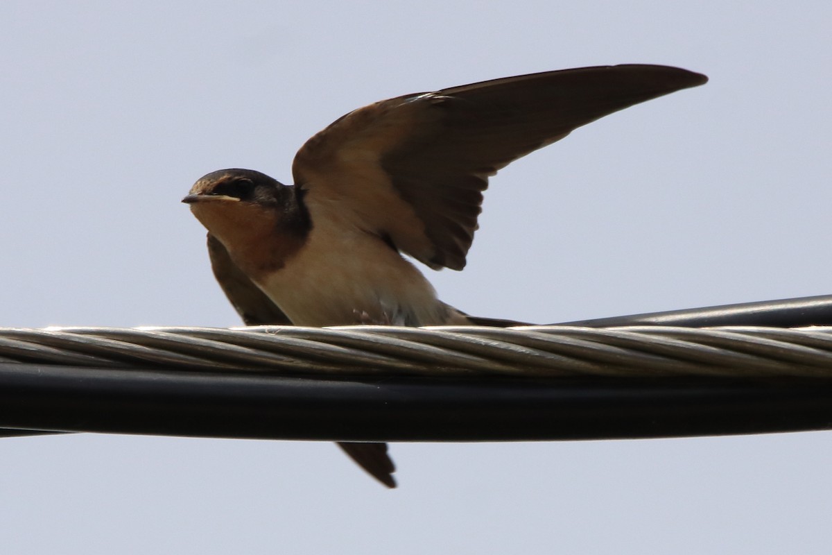 Barn Swallow - ML621139656