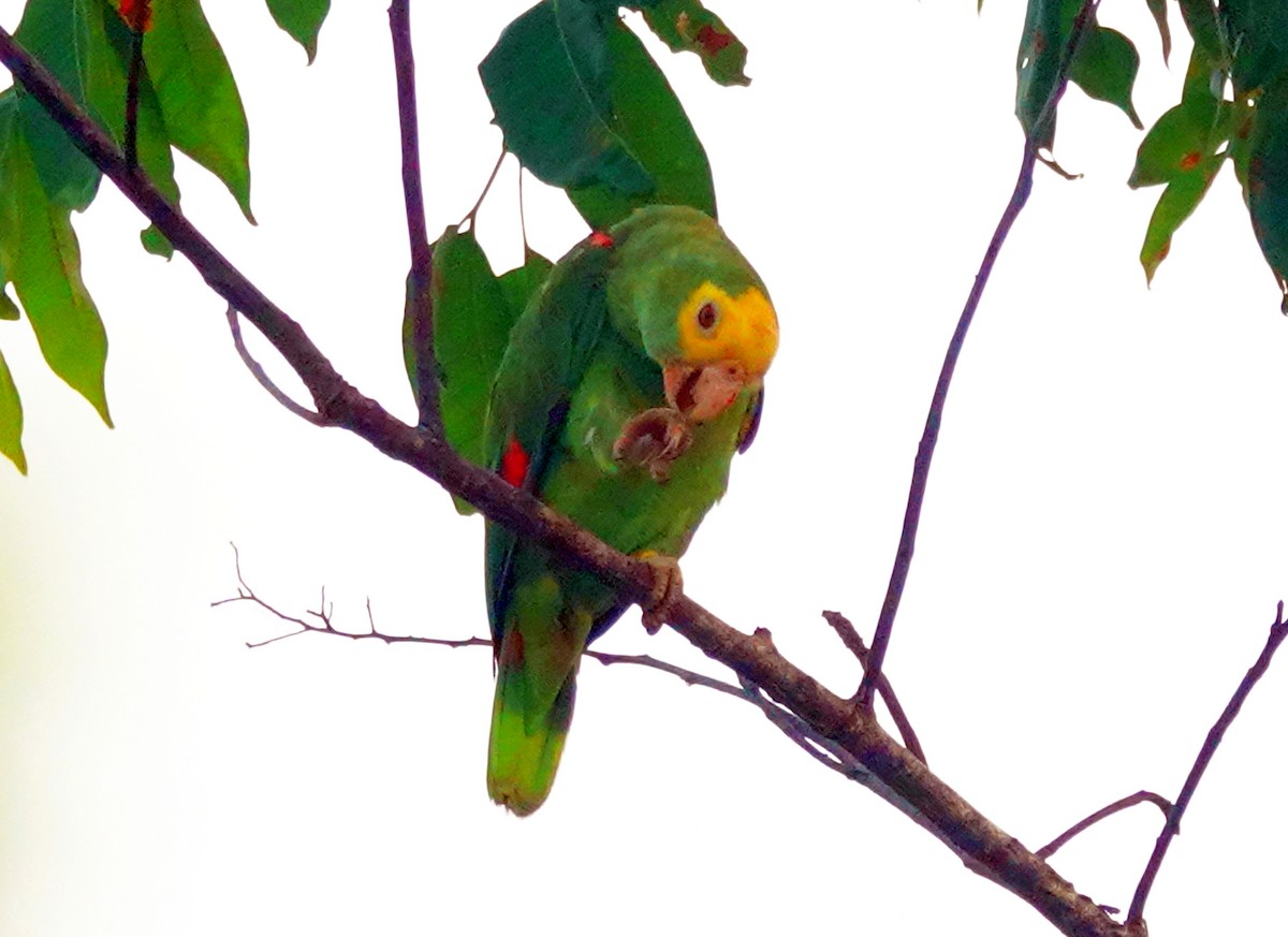 Yellow-headed Parrot (Mainland) - ML621139666