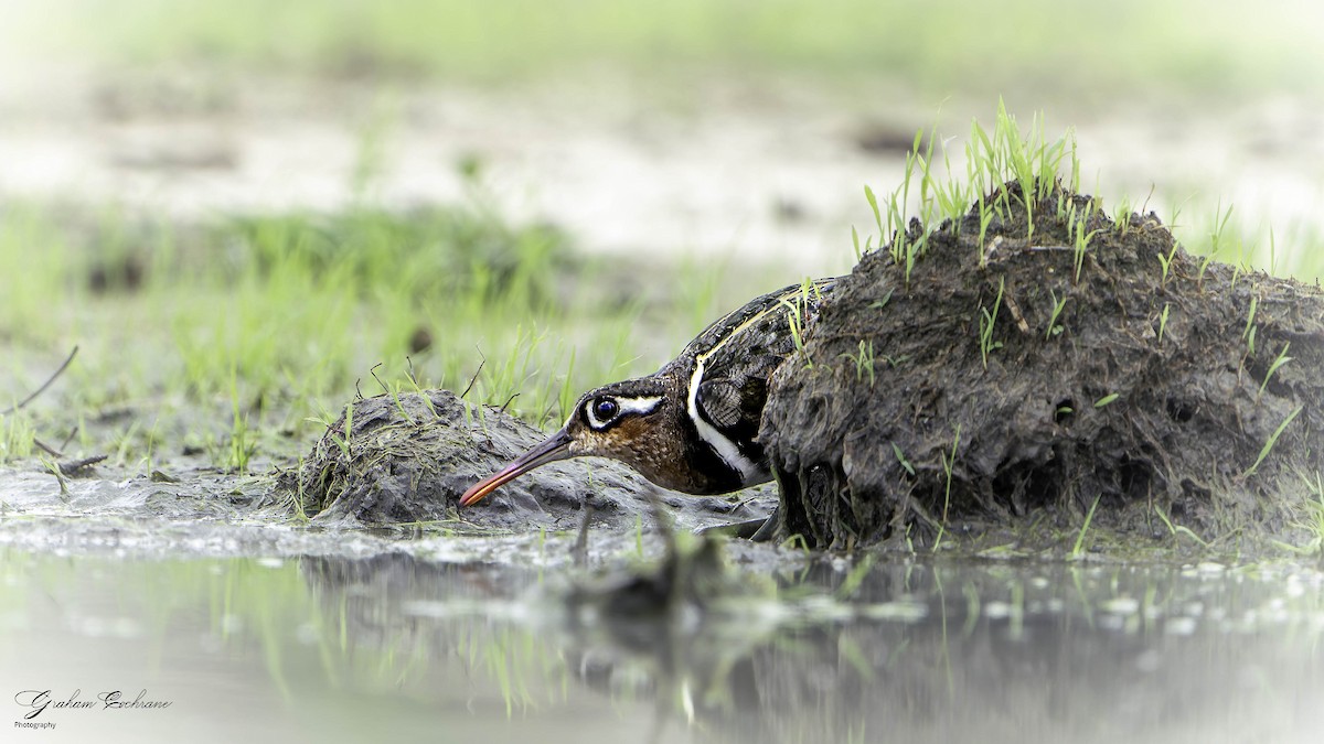 Greater Painted-Snipe - ML621139669