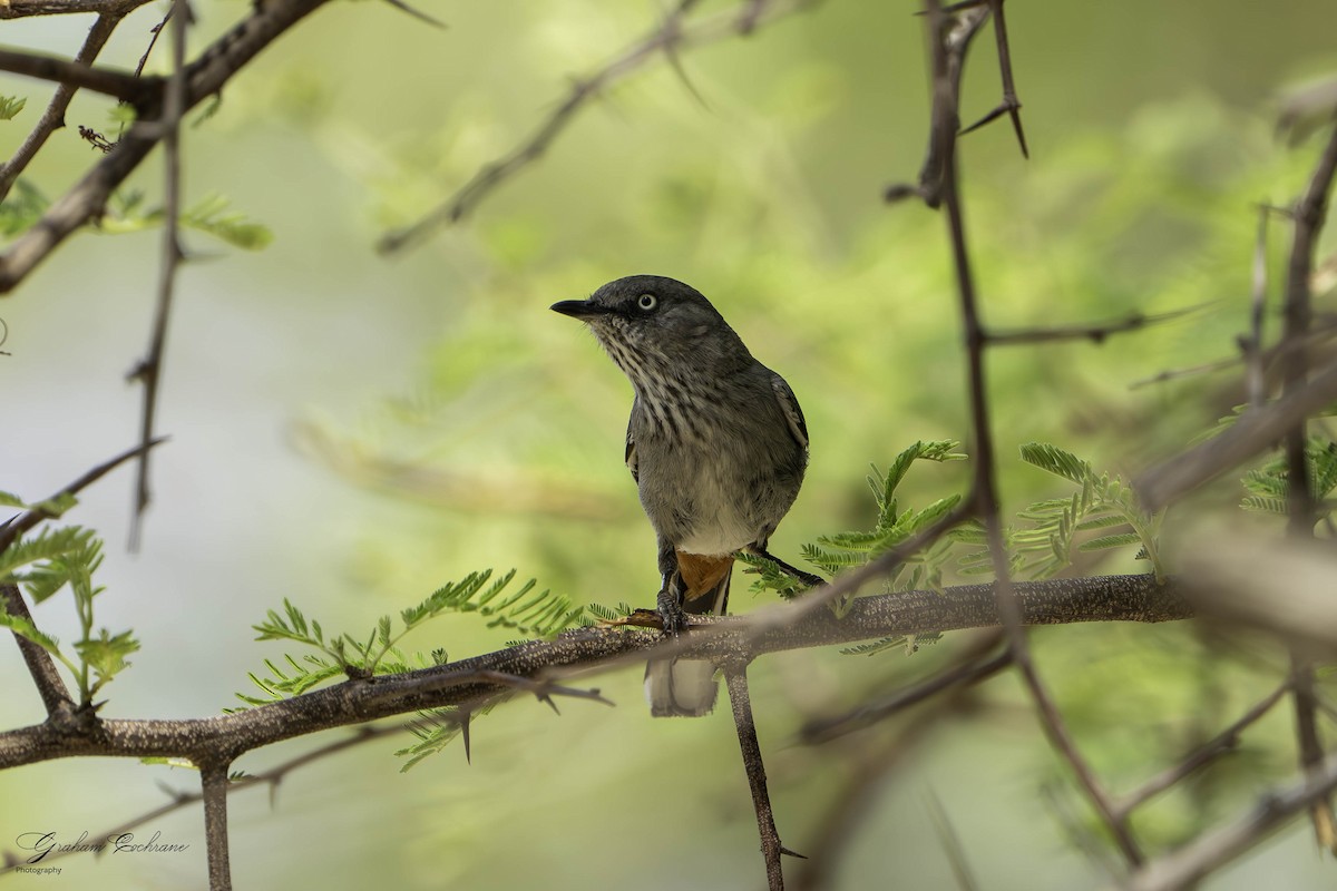 Chestnut-vented Warbler - ML621139694