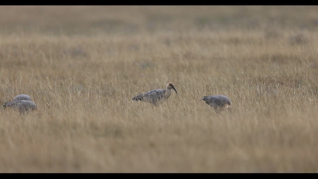 ibis šedokřídlý - ML621139703