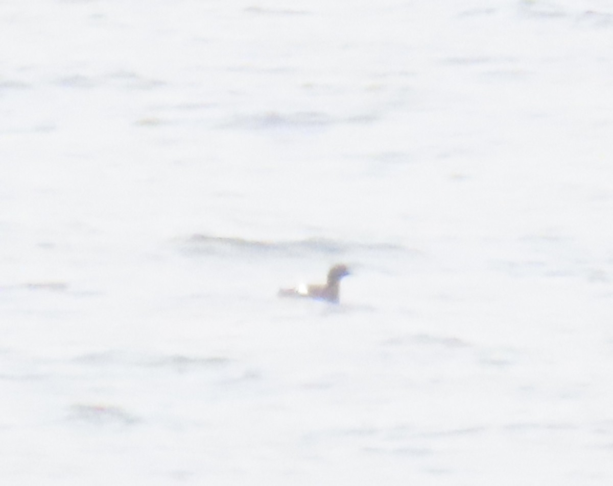 Pigeon Guillemot - ML621139735