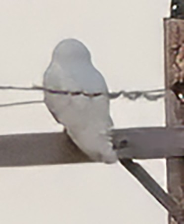 Белая сова - ML621139749