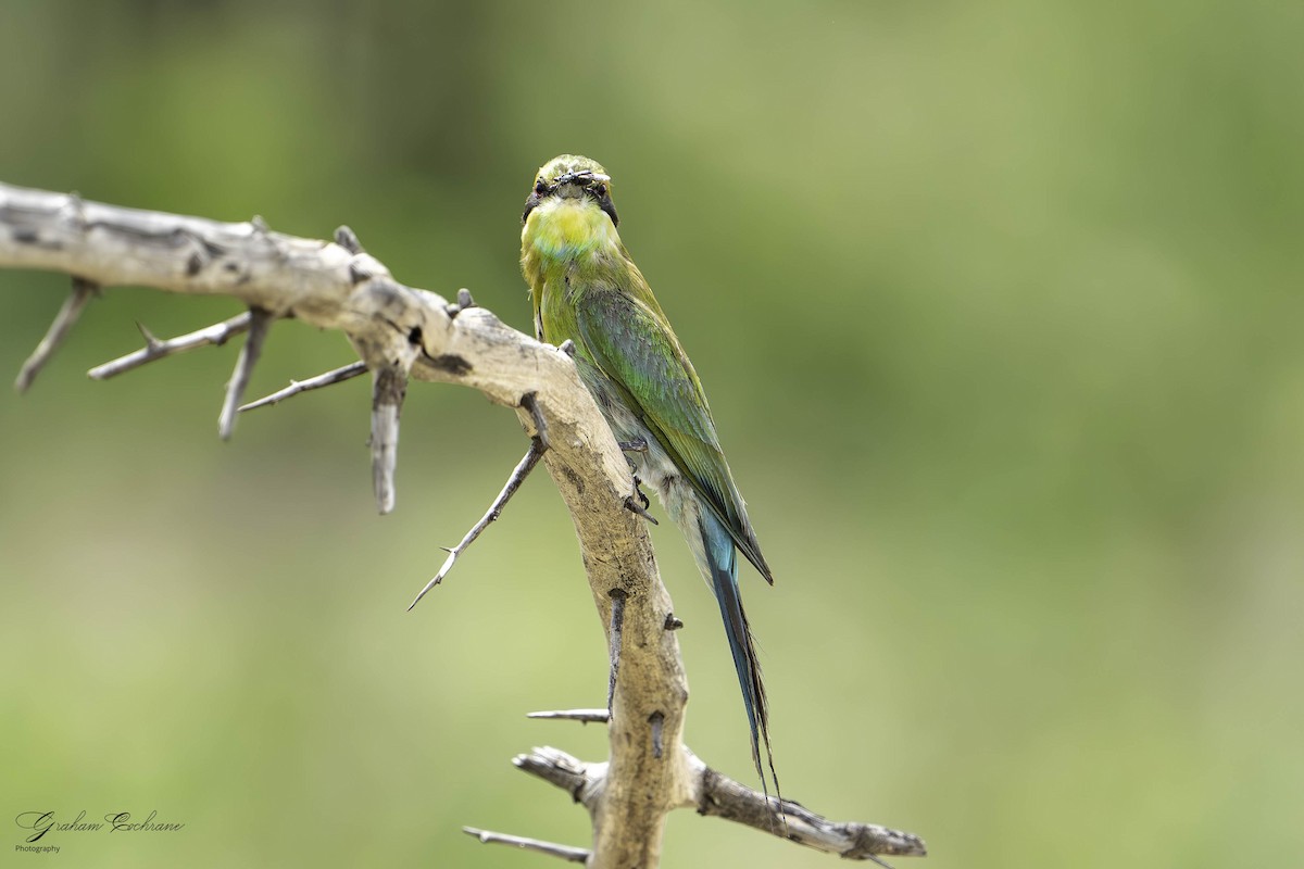 Swallow-tailed Bee-eater - graham cochrane