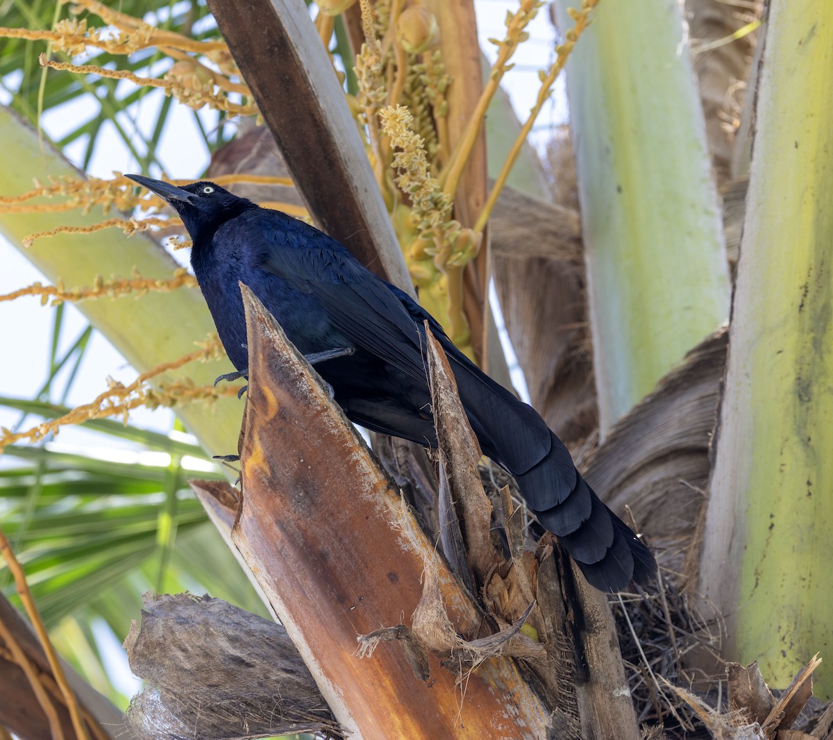 Great-tailed Grackle - ML621139769