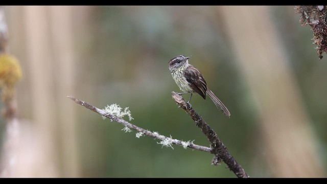 Agile Tit-Tyrant - ML621139772