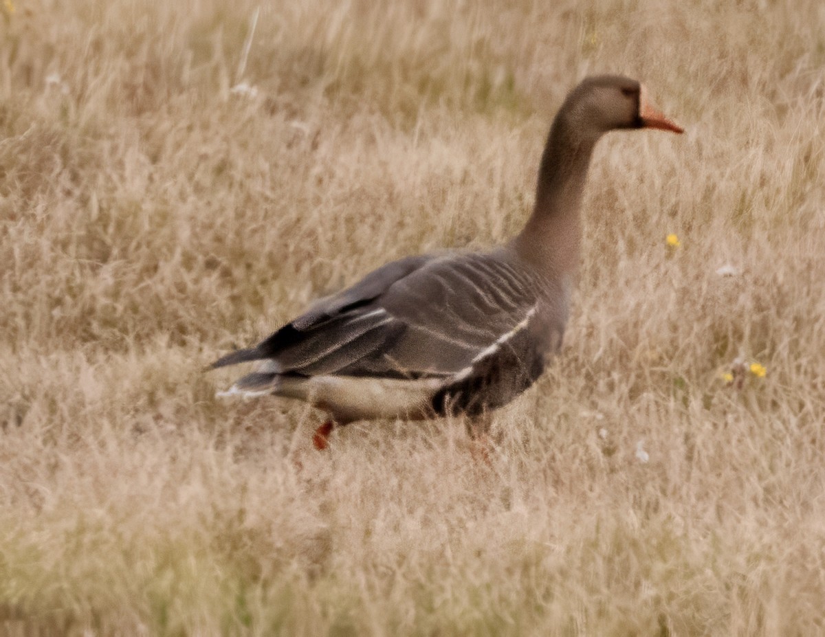 Greater White-fronted Goose (Western) - ML621139826