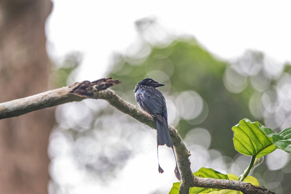 Greater Racket-tailed Drongo - ML621139837