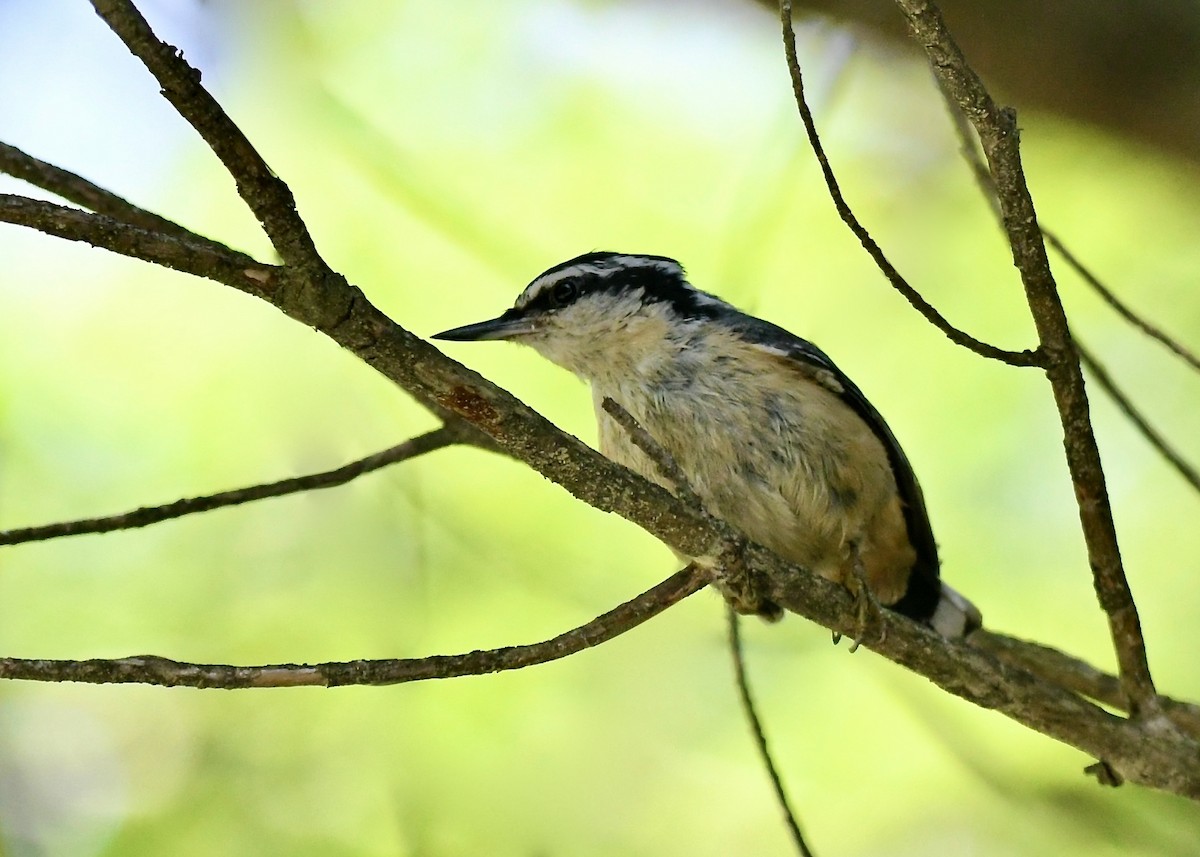 Red-breasted Nuthatch - ML621139896