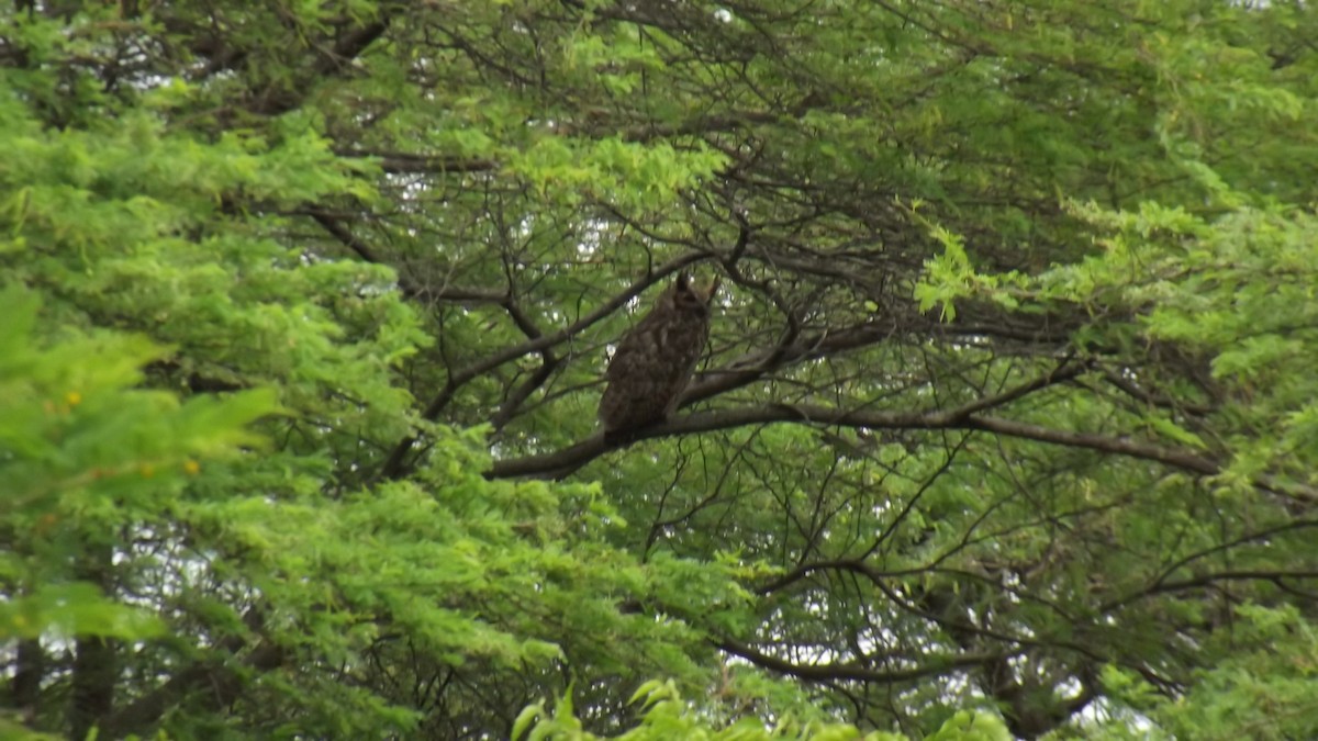 Great Horned Owl - ML621139897