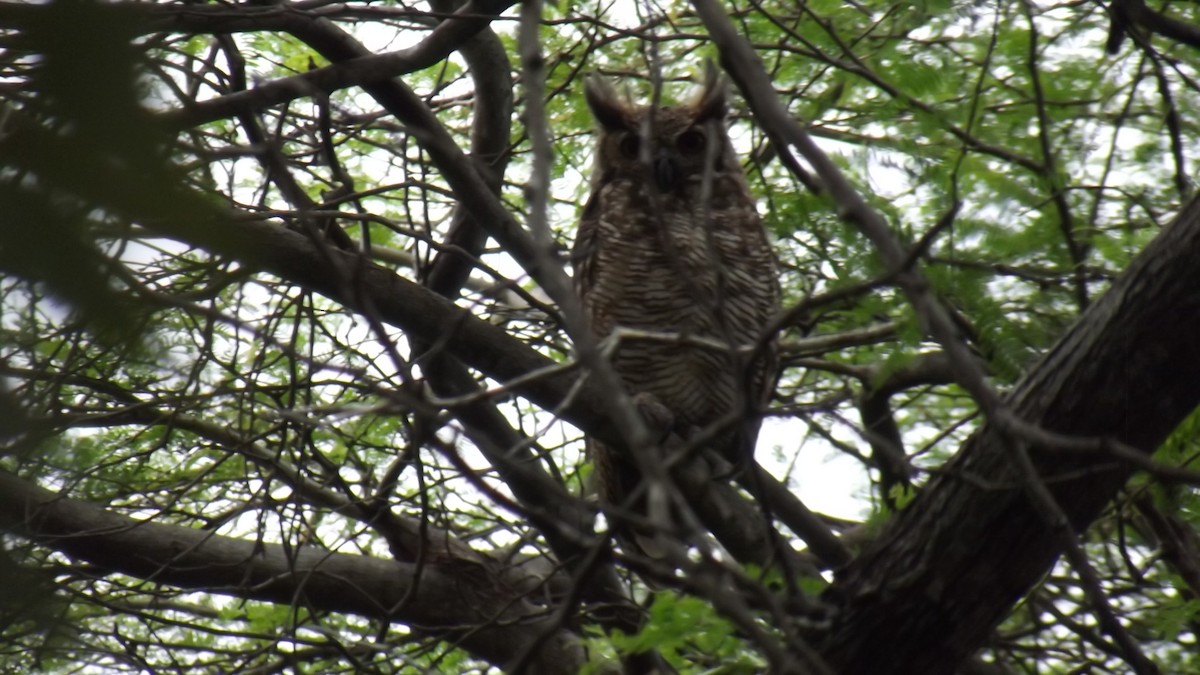 Great Horned Owl - ML621139898