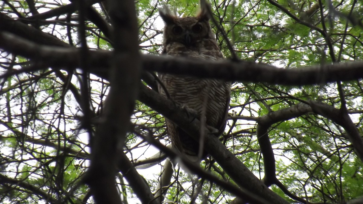 Great Horned Owl - ML621139902
