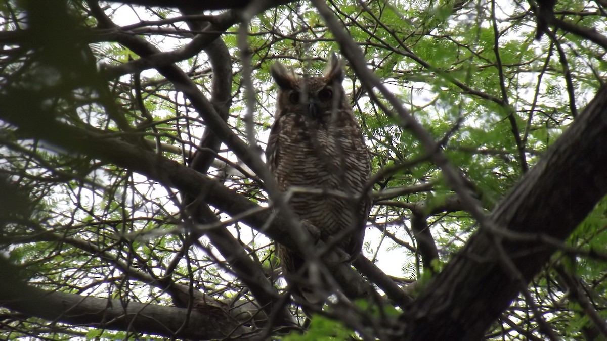 Great Horned Owl - ML621139903