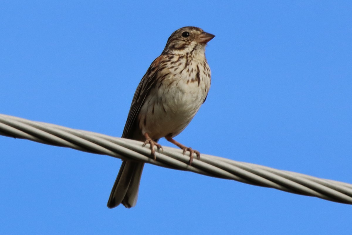 Vesper Sparrow - ML621139910