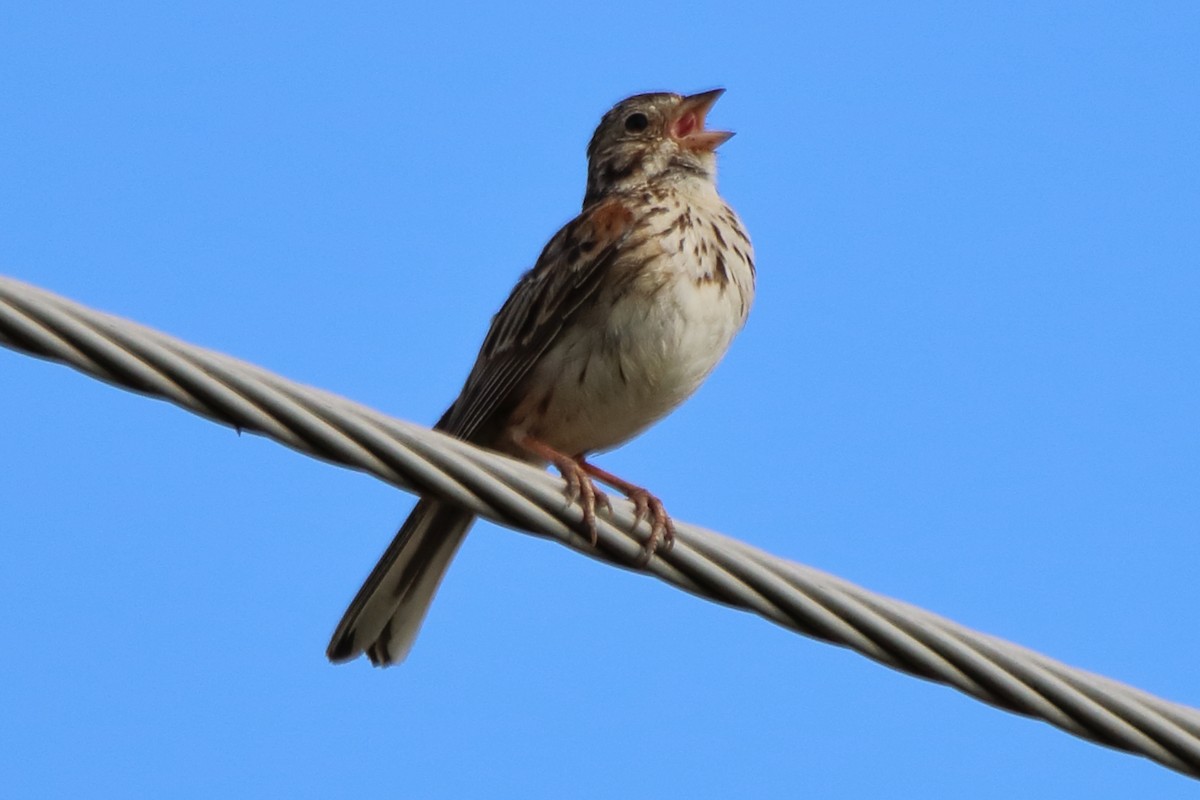 Vesper Sparrow - ML621139911