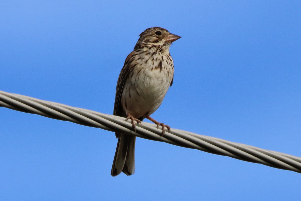 Vesper Sparrow - ML621139912