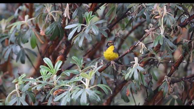 Spectacled Redstart - ML621139917