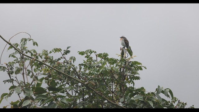 Rufous-breasted Chat-Tyrant - ML621139934