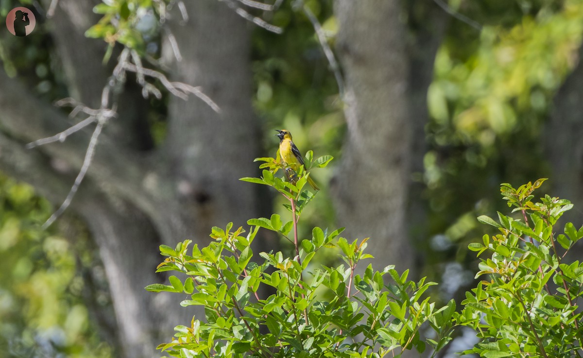 Orchard Oriole - ML621139981