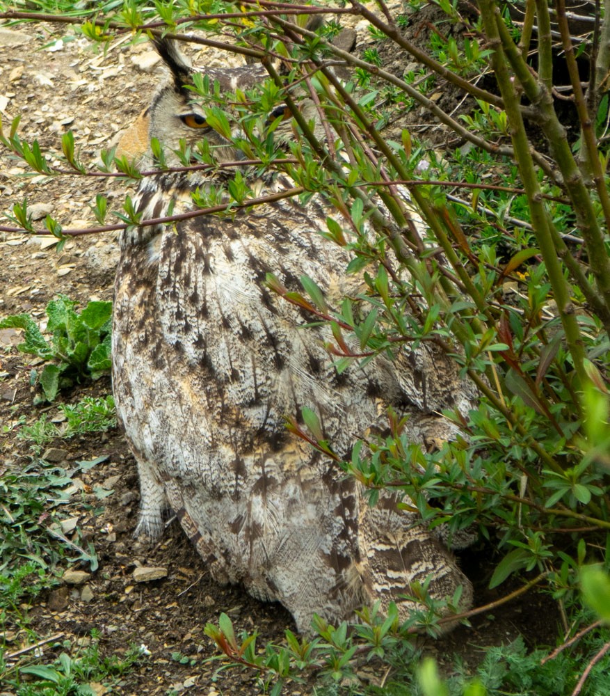 Eurasian Eagle-Owl - ML621139994
