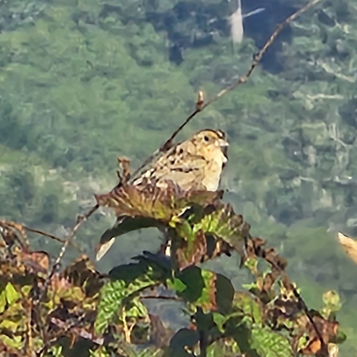 Grasshopper Sparrow - ML621139996