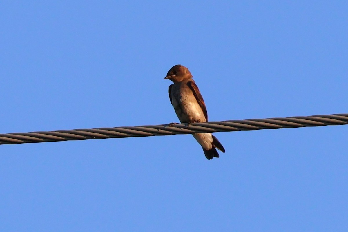Northern Rough-winged Swallow - ML621140031