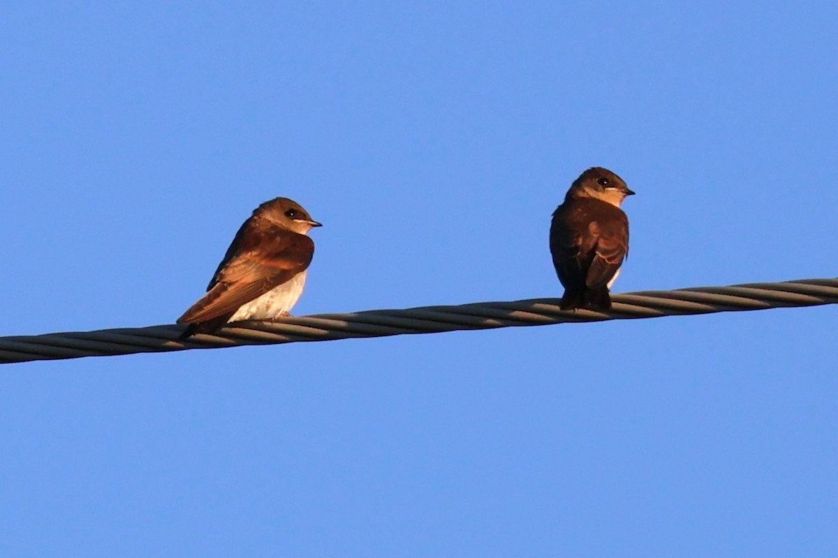Northern Rough-winged Swallow - ML621140032