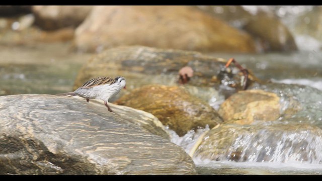 Pato Torrentero - ML621140073