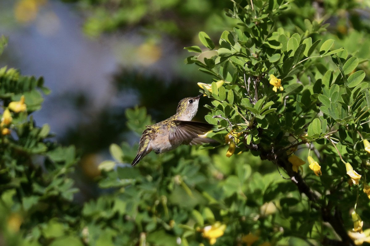 Calliope Hummingbird - ML621140074