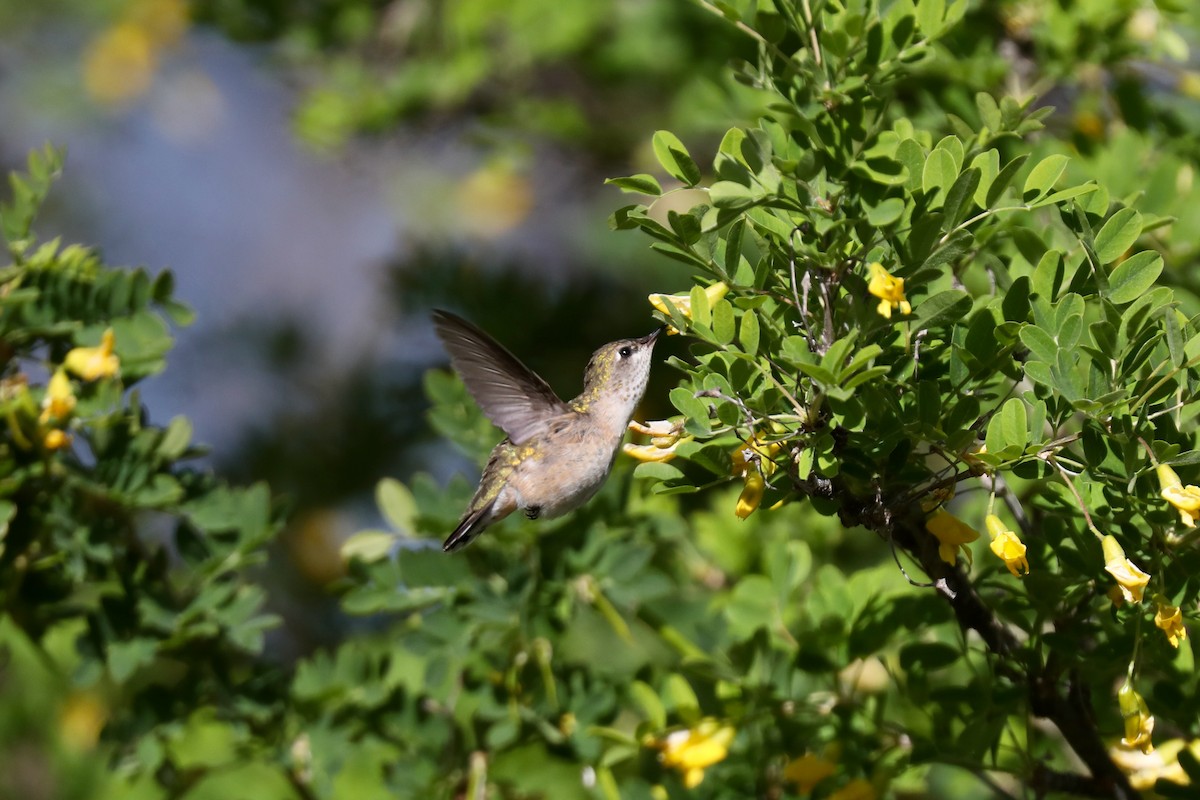 Calliope Hummingbird - ML621140079
