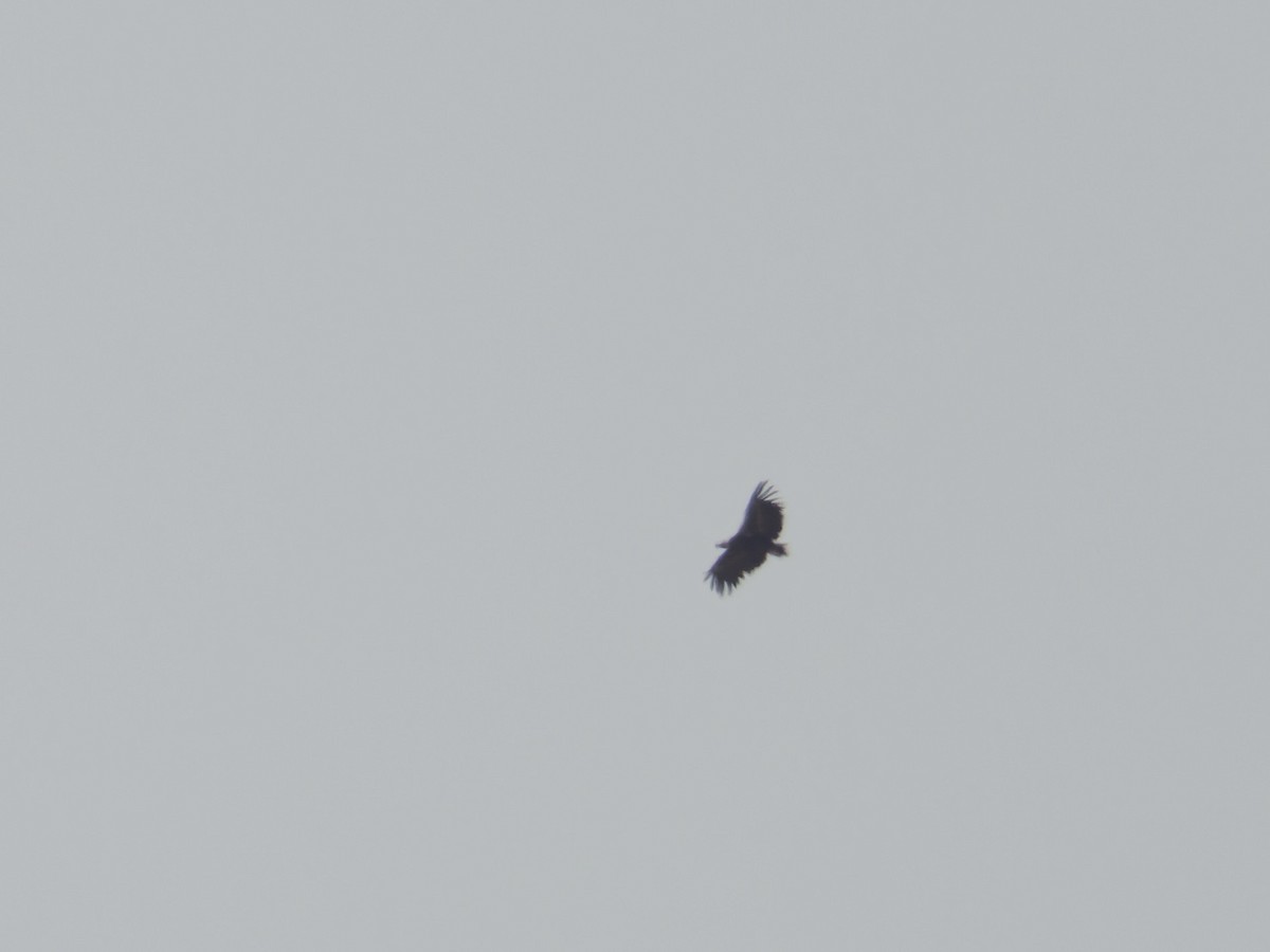 Cinereous Vulture - ML621140081
