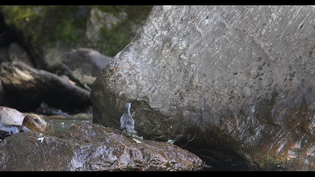 Pato Torrentero - ML621140087