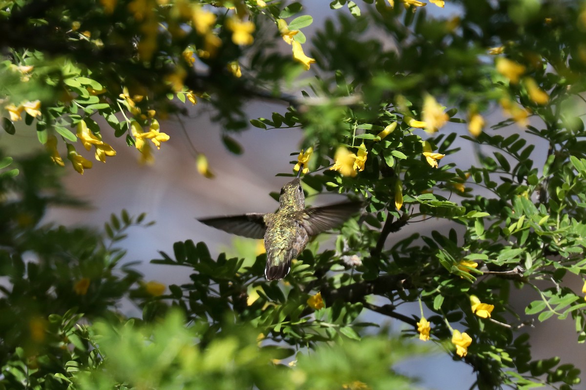 Calliope Hummingbird - ML621140088