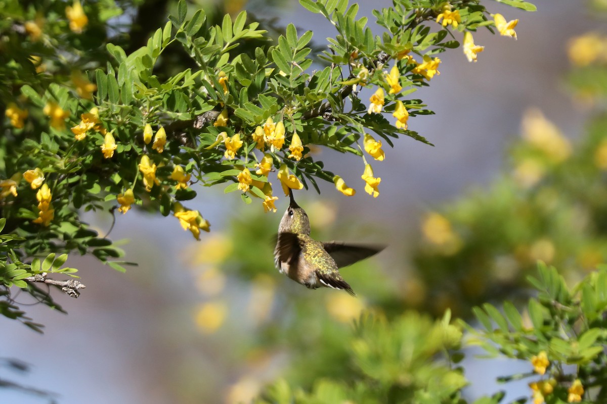 Calliope Hummingbird - ML621140089