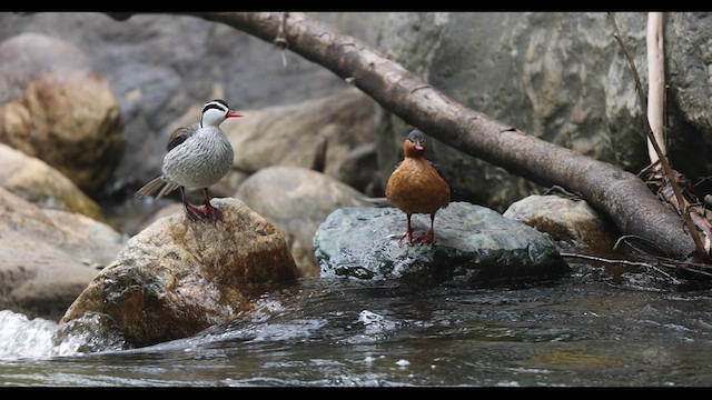 Pato Torrentero - ML621140096