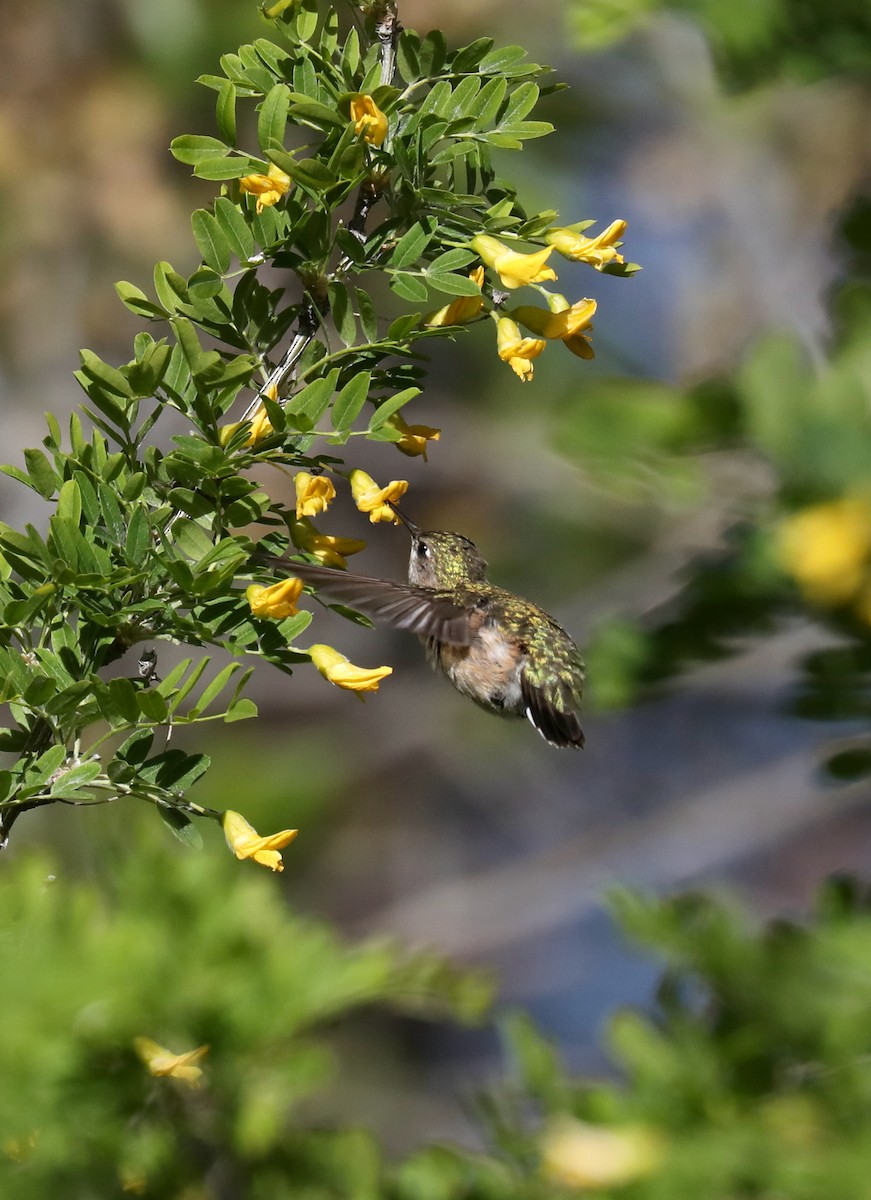 Calliope Hummingbird - ML621140099