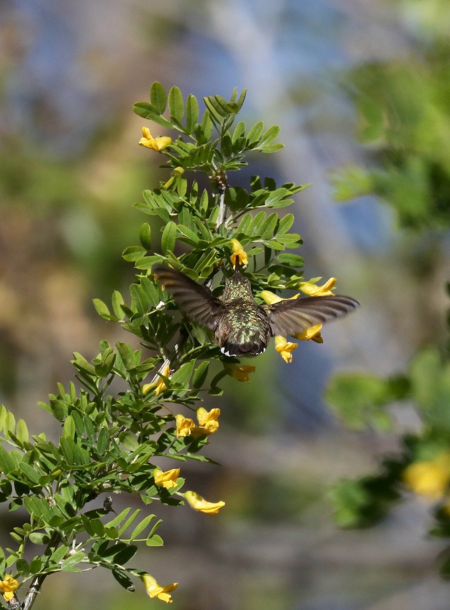 Calliope Hummingbird - ML621140100