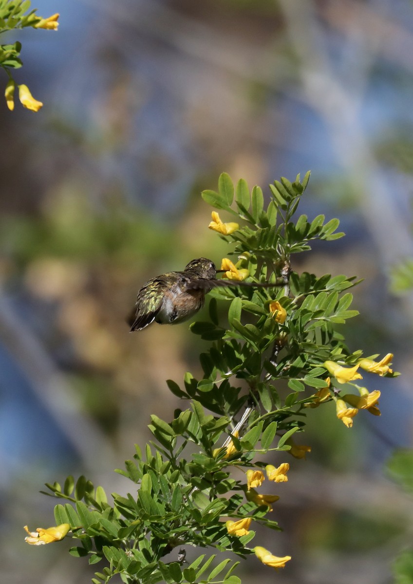 Calliope Hummingbird - Henry Burton