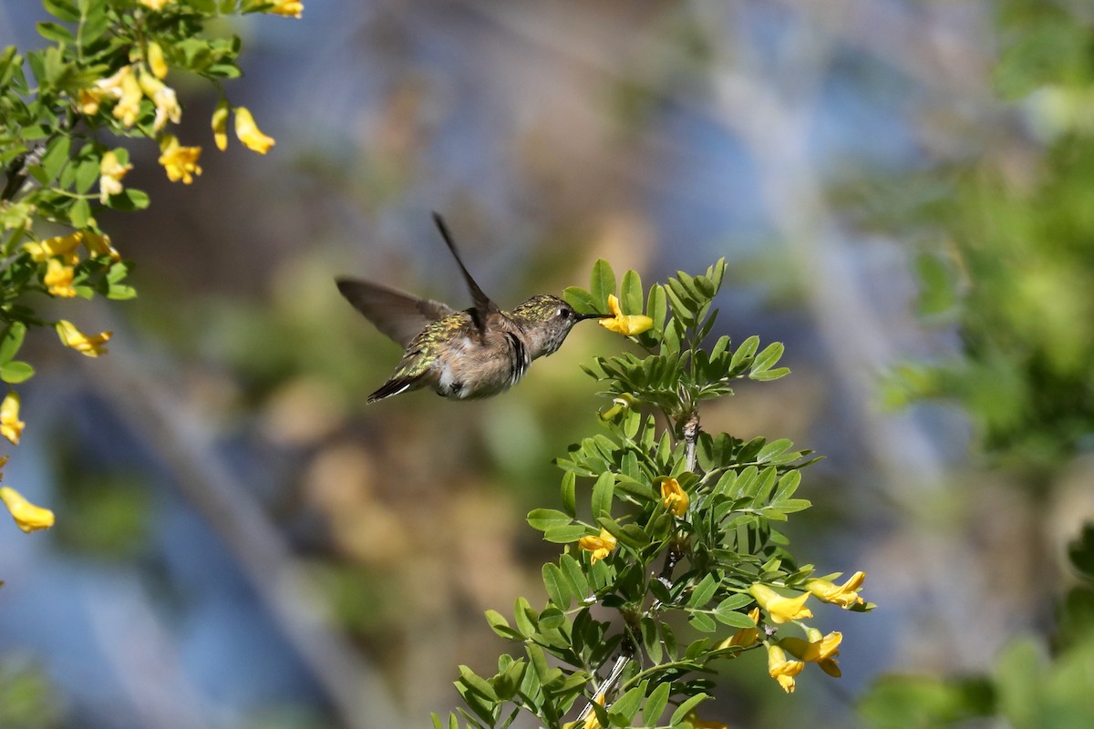 Calliope Hummingbird - ML621140102