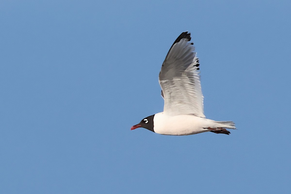 Franklin's Gull - ML621140111