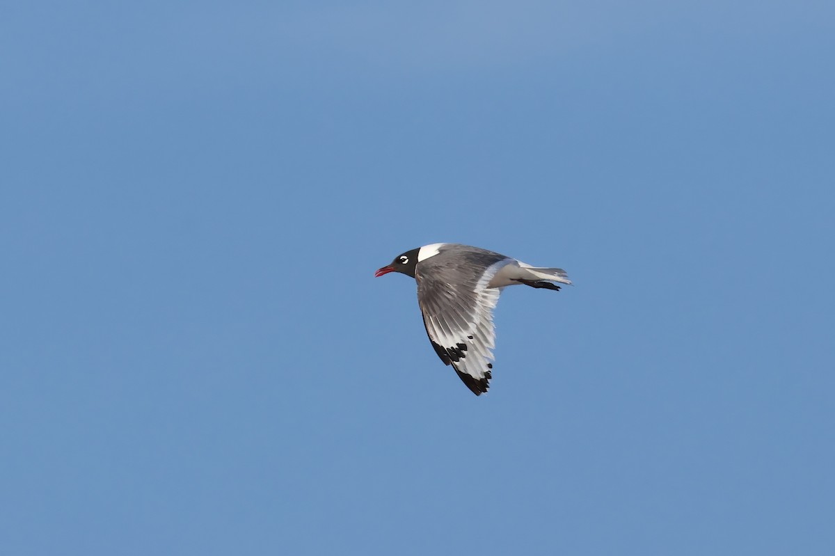 Franklin's Gull - ML621140113