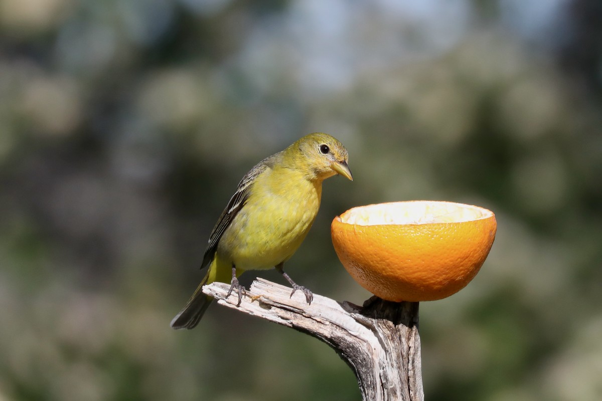 Western Tanager - ML621140123