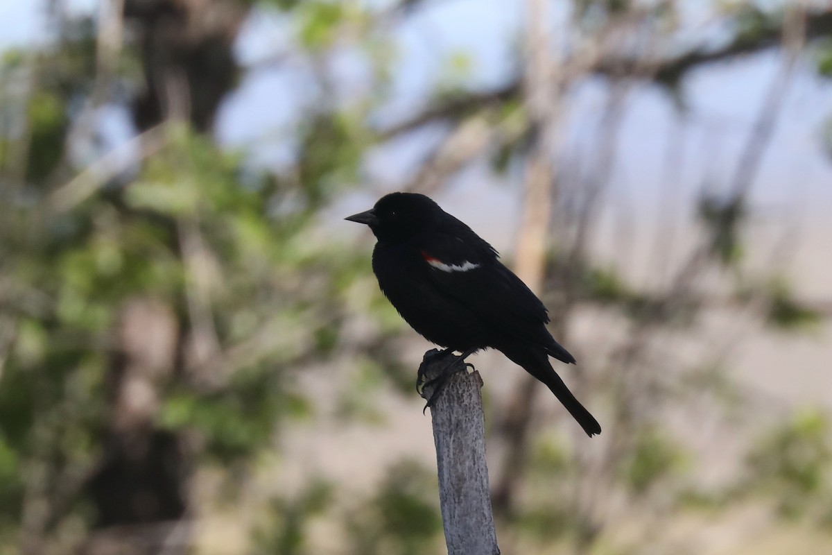 Tricolored Blackbird - ML621140134